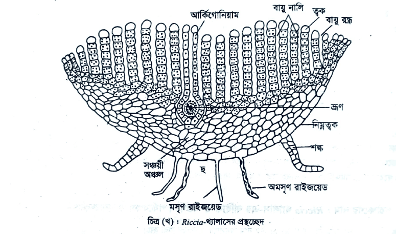 Nu Degree 3rd year practical of Botany 2023-2024