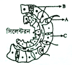 প্রাণীর পরিচিতিঃহাইড্রা সাজেসান্স