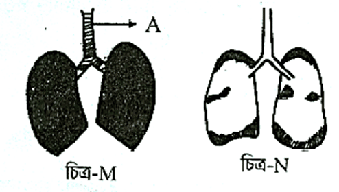মানব শরীরতত্ত্বঃ শ্বসন ও শ্বাসক্রিয়া