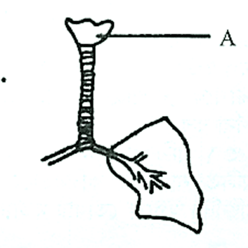 মানব শরীরতত্ত্বঃ শ্বসন ও শ্বাসক্রিয়া