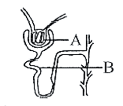 মানব শরীরতত্ত্বঃ বর্জ্য ও নিষ্কাশন সাজেসান্স