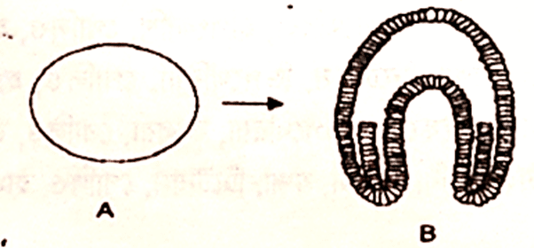 মানব শরীরতত্ত্বঃ মানব জীবনের ধারাবাহিকতা  সাজেসান্স