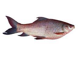 প্রাণীর পরিচিতিঃ রুই মাছ সাজেসান্স