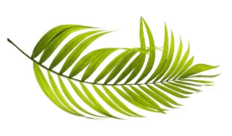 উদ্ভিদবিজ্ঞান নন মেজর সাজেশান্স