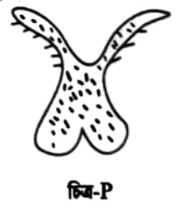 এইচএসসি জীববিজ্ঞান ১মপত্র <a href=