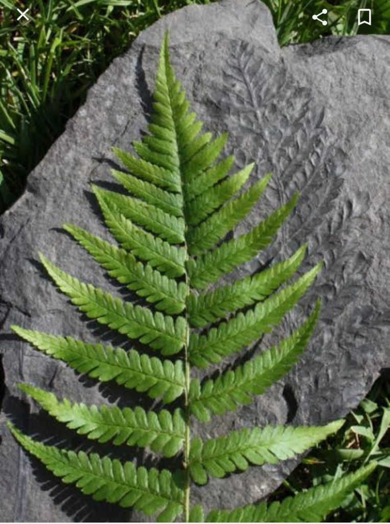 জিমনোস্পার্ম প্যালিওবোটানি ও প্যালিনোলজি সাজেসান্স || Gymnosperm Paleobotay and palynology Suggestion || Honours Third Year