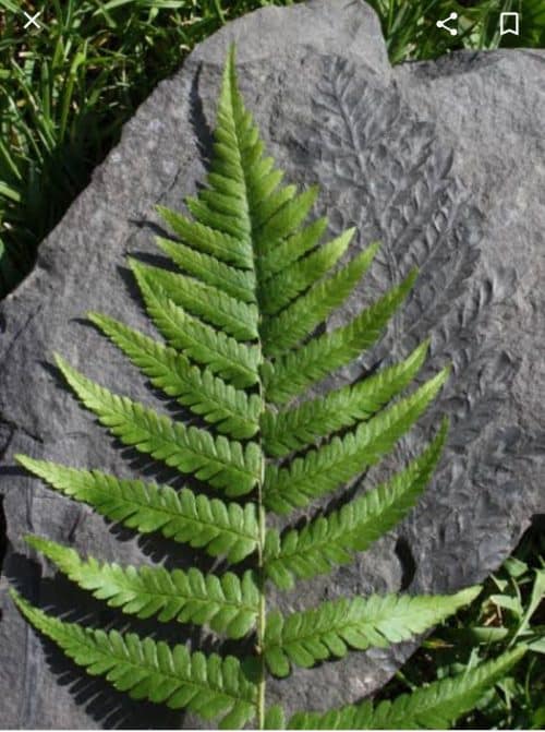 জিমনোস্পার্ম প্যালিওবোটানি ও প্যালিনোলজি সাজেসান্স || Gymnosperm Paleobotay and palynology Suggestion || Honours Third Year