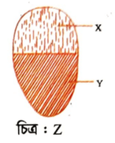 জীববিজ্ঞান বোর্ড প্রশ্ন ২০২১ <a href=