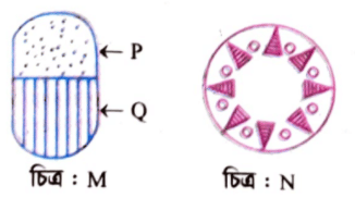 জীববিজ্ঞান বোর্ড প্রশ্ন ২০২১ ║ HSC Botany Board Question 2021 ║ বোটানি সাজেসান্স ║ জীববিজ্ঞান সাজেসান্স ║ Botany Board Question