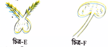 জীববিজ্ঞান বোর্ড প্রশ্ন ২০২১ ║ HSC Botany Board Question 2021 ║ বোটানি সাজেসান্স ║ জীববিজ্ঞান সাজেসান্স ║ Botany Board Question