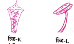 জীববিজ্ঞান বোর্ড প্রশ্ন ২০২১ ║ HSC Botany Board Question 2021 ║ বোটানি সাজেসান্স ║ জীববিজ্ঞান সাজেসান্স ║ Botany Board Question
