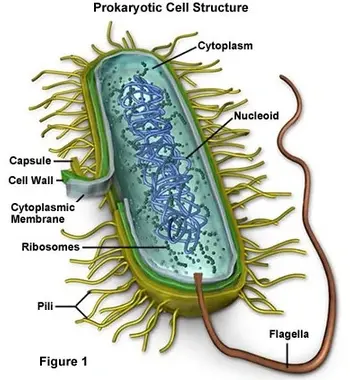 ব্যাকটেরিয়া প্রশ্ন