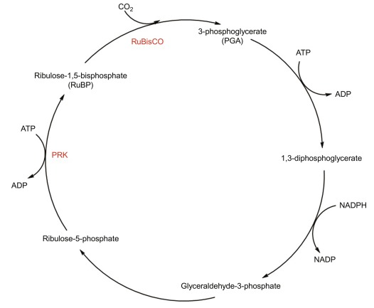 উদ্ভিদ শারীরত্তত্ব সৃজনশীল বোর্ড প্রশ্ন ও উত্তর