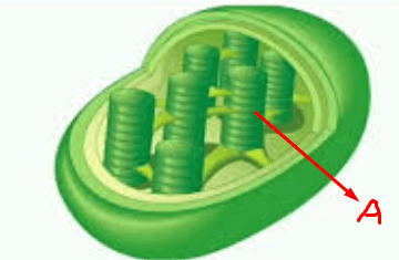 কোষ ও কোষের গঠন MCQ | Cell and Cell Structure MCQ