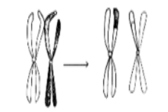 কোষ বিভাজন MCQ | Cell Division MCQ