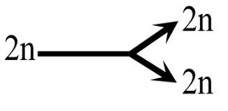 কোষ বিভাজন MCQ | Cell Division MCQ