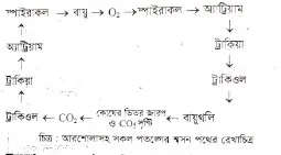 ঘাসফড়িং <a href=