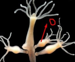 প্রাণীর বিভিন্নতা ও শ্রেণিবিন্যাস নোট (Animal Diversity and Classification Note