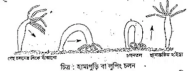 হাইড্রা <a href=