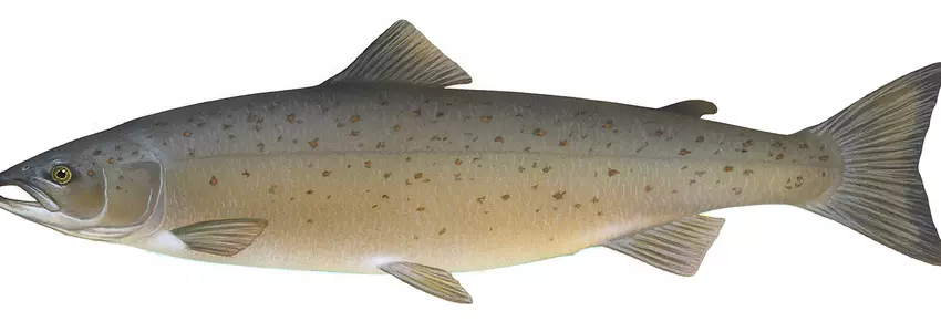 Healthy foods 25 healthy diet Foods (Heart-healthy foods)