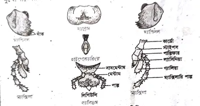 ঘাসফড়িং সৃজনশীল প্রশ্ন ও উত্তর |প্রাণীর পরিচিতি | ঘাসফড়িং বোর্ড প্রশ্ন | HSC | ২য় <a href=