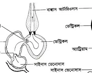 রুই মাছ <a href=