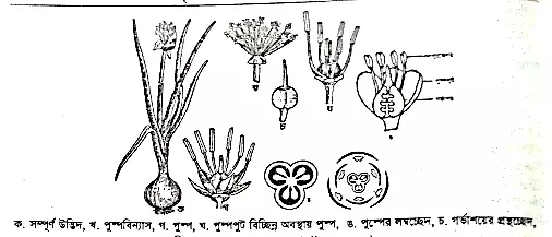 Liliopsida (Monocots)