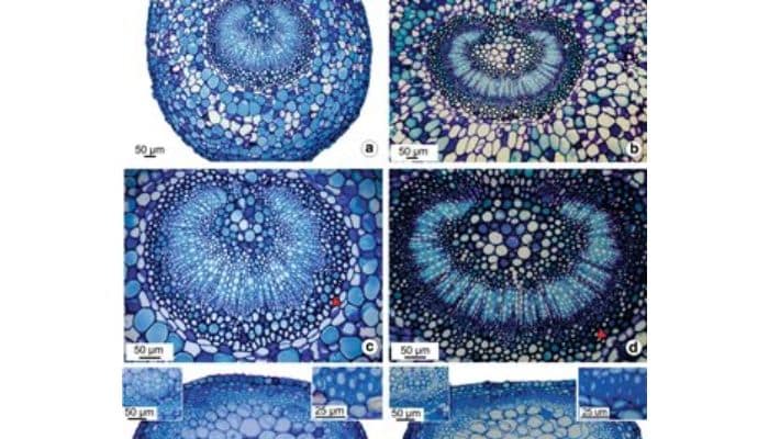 বায়োসিস্টেমেটিক্স / পরীক্ষামূলক ট্যাক্সোনমি