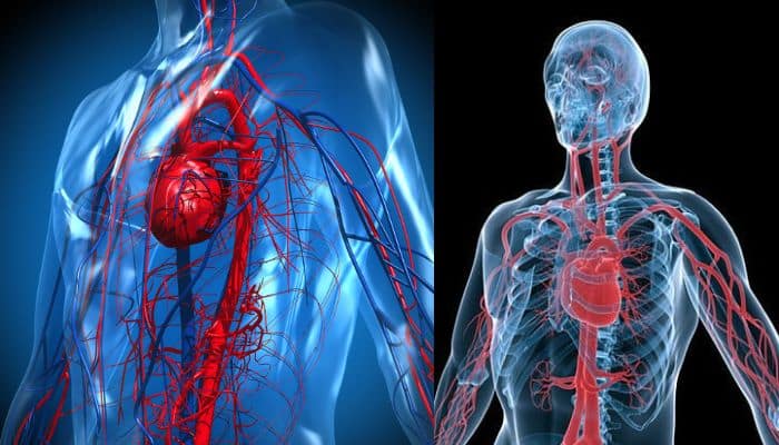 চতুর্থ অধ্যায়ঃ মানব শারীরতত্ত্বঃ রক্ত ও সঞ্চালন / Blood and Circulation / HSC Zoology