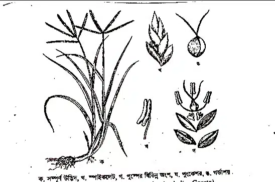 Liliopsida (Monocots)