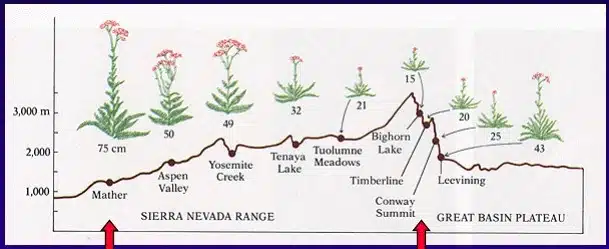 ইকোটাইপ / Ecotype