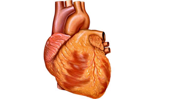 রক্ত ও সঞ্চালন সৃজনশীল প্রশ্ন ও উত্তর
