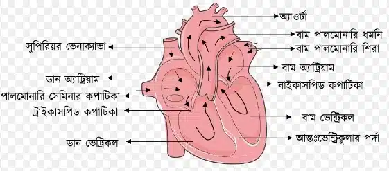 রক্ত ও সঞ্চালন সৃজনশীল প্রশ্ন ও উত্তর