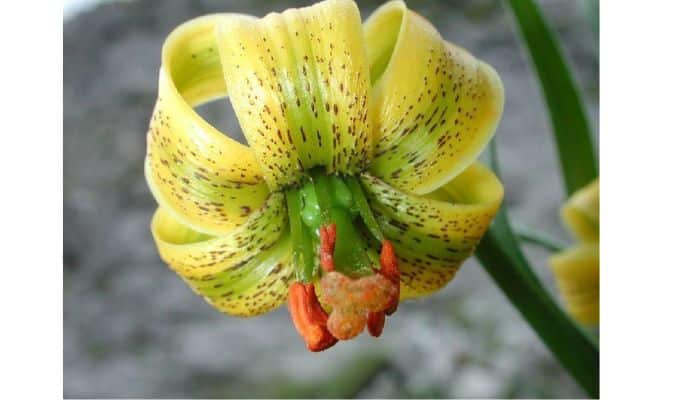 Liliopsida (Monocots)