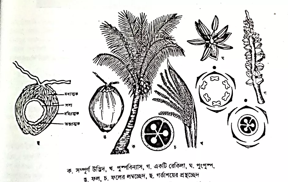 Liliopsida (Monocots)