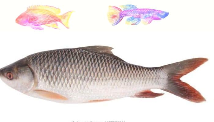 রুই মাছ জ্ঞানমূলক ও অনুধাবনমূলক প্রশ্ন ও উত্তর | প্রাণীর পরিচিতি | রুই মাছ বোর্ড প্রশ্ন ও উত্তর | HSC | ২য় অধ্যায় সাজেশন