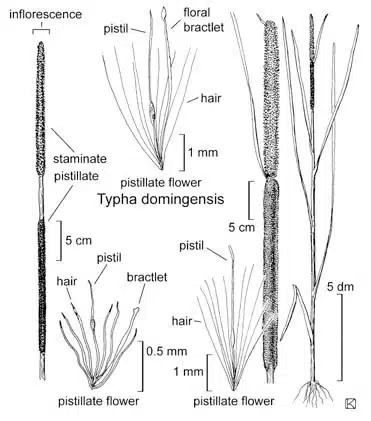 Liliopsida (Monocots)