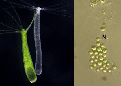 Hydra-য় শ্রমবন্টন / হাইড্রার মিথোজীবীতা