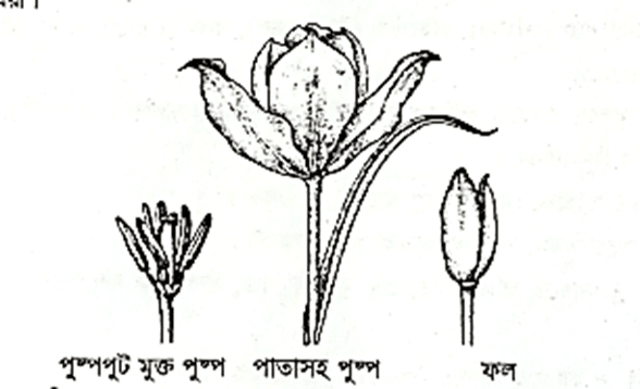 Liliopsida (Monocots)