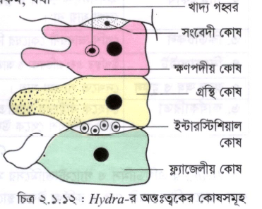 হাইড্রার গ্যাস্ট্রোডার্মিস / হাইড্রার অন্তঃত্বক
