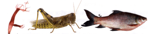 Hydra-র চলন (Locomotion of Hydra)