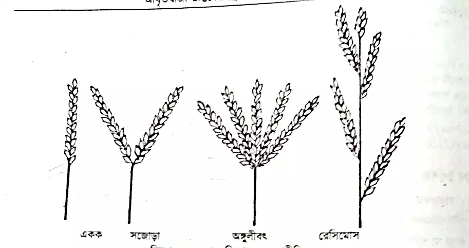 Liliopsida (Monocots)