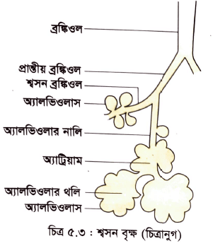মানব শারীরতত্ত্বঃ শ্বসন ও শ্বাসক্রিয়া(বায়ু পরিবহন ও শ্বসন অঞ্চল) 