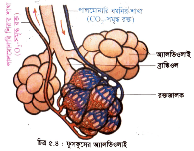 মানব শারীরতত্ত্বঃ শ্বসন ও শ্বাসক্রিয়া(অ্যালভিওলাস এর গঠন) / শ্বাস পেশি (Respiratory Muscles) / শ্বসনতন্ত্রের কাজ