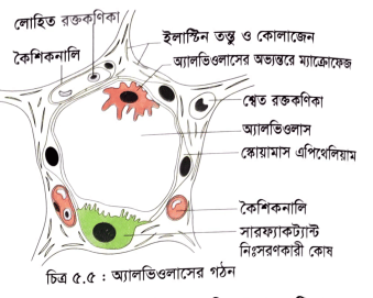 মানব শারীরতত্ত্বঃ শ্বসন ও শ্বাসক্রিয়া(অ্যালভিওলাস এর গঠন) / শ্বাস পেশি (Respiratory Muscles) / শ্বসনতন্ত্রের কাজ 