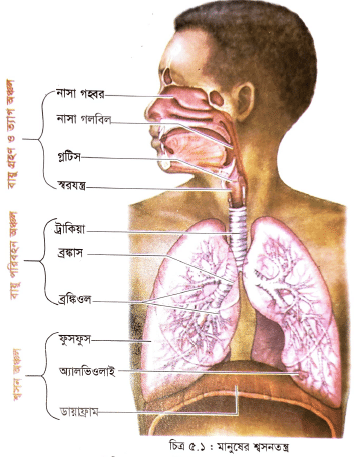 মানুষের শ্বসনতন্ত্র (Human Respiratiory Sytem) বায়ু গ্রহণ ও ত্যাগ অঞ্চল