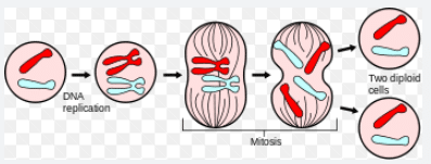 মাইটোসিস বা সমীকরণিক কোষ বিভাজন / Mitosis or Equational Cell Division