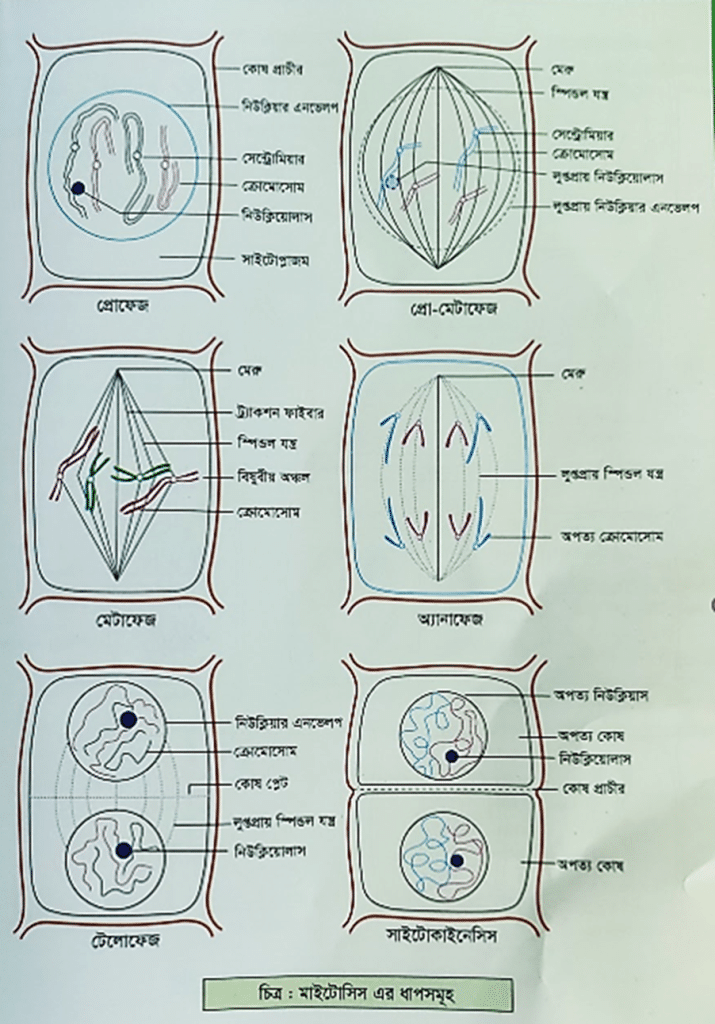অনিয়ন্ত্রিত মাইটোসিস