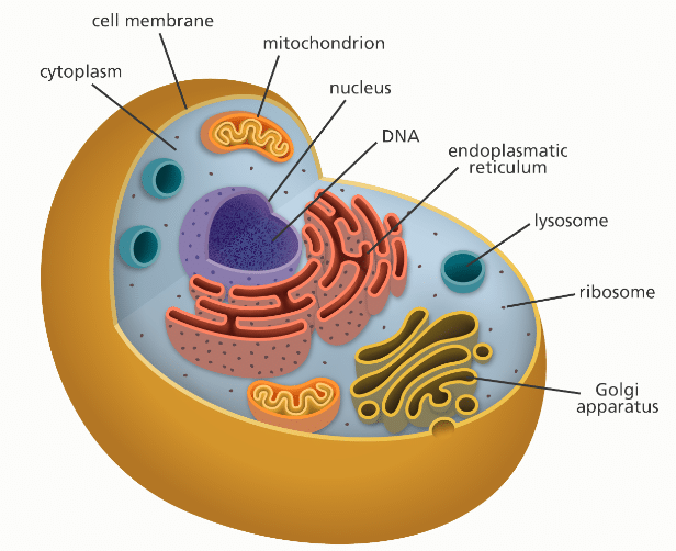 কোষ ও এর গঠন (PDF Download)