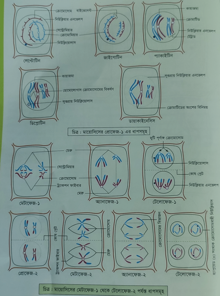 মায়োসিস কোষ বিভাজনের ধাপসমূহ